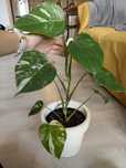 Monstera deliciosa variegata