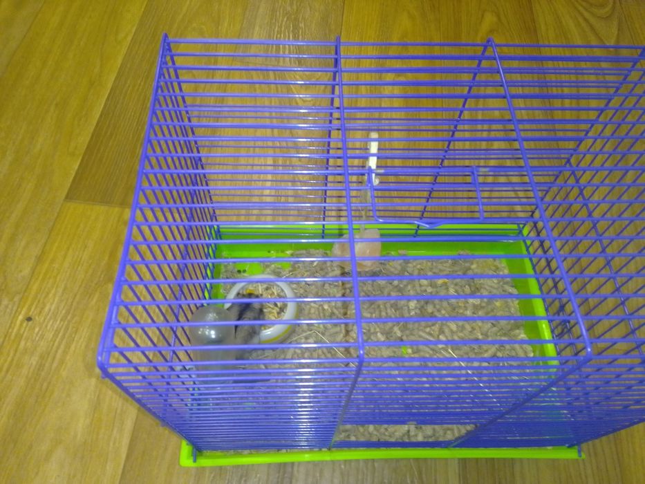 Хом'як джунграйск