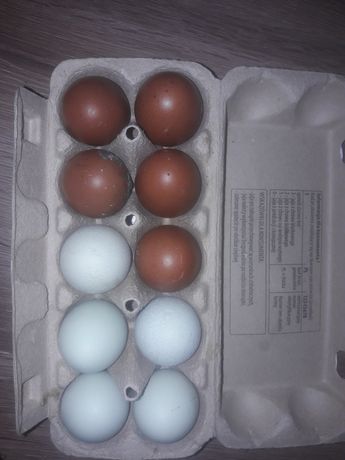 Jajka jaja lęgowe Green shell Maransy Szabo Karzełek łapciaty kochin