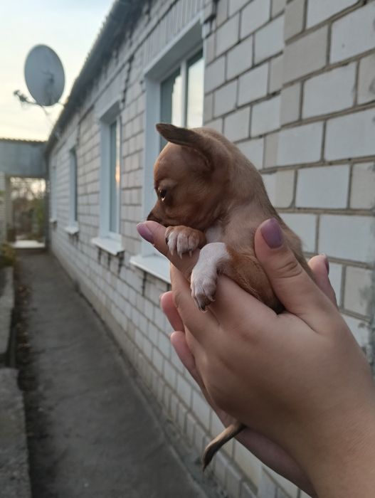 В продажі дуже лагідні  цуценята той-терєр