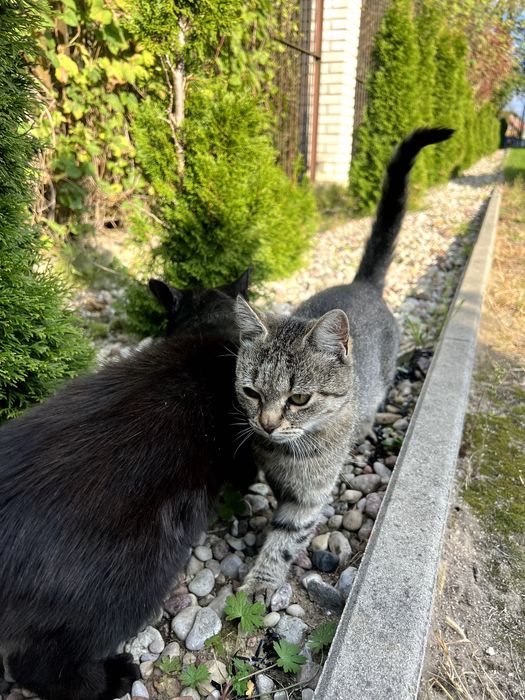 Dwa bezdomne koty potrzebują ciepłego domu