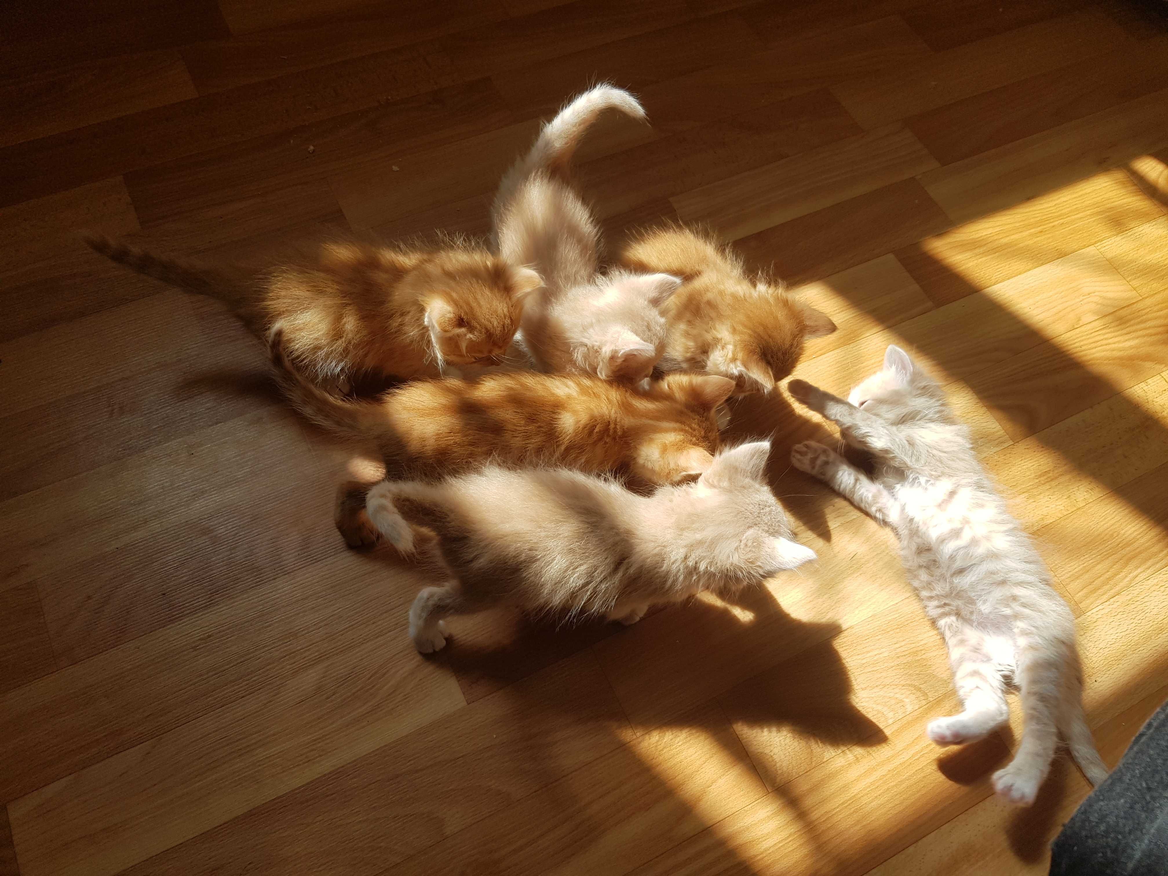 Кошенят у добрі руки