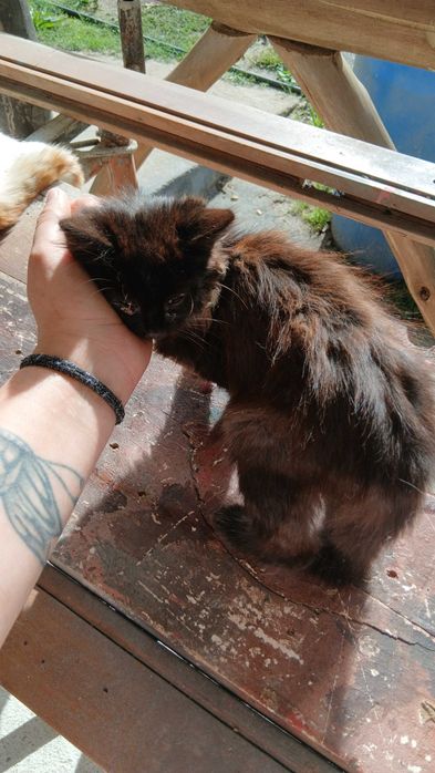 Gatinhos para adoção