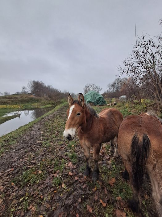 Sprzedam ogierka zimnokrwistego