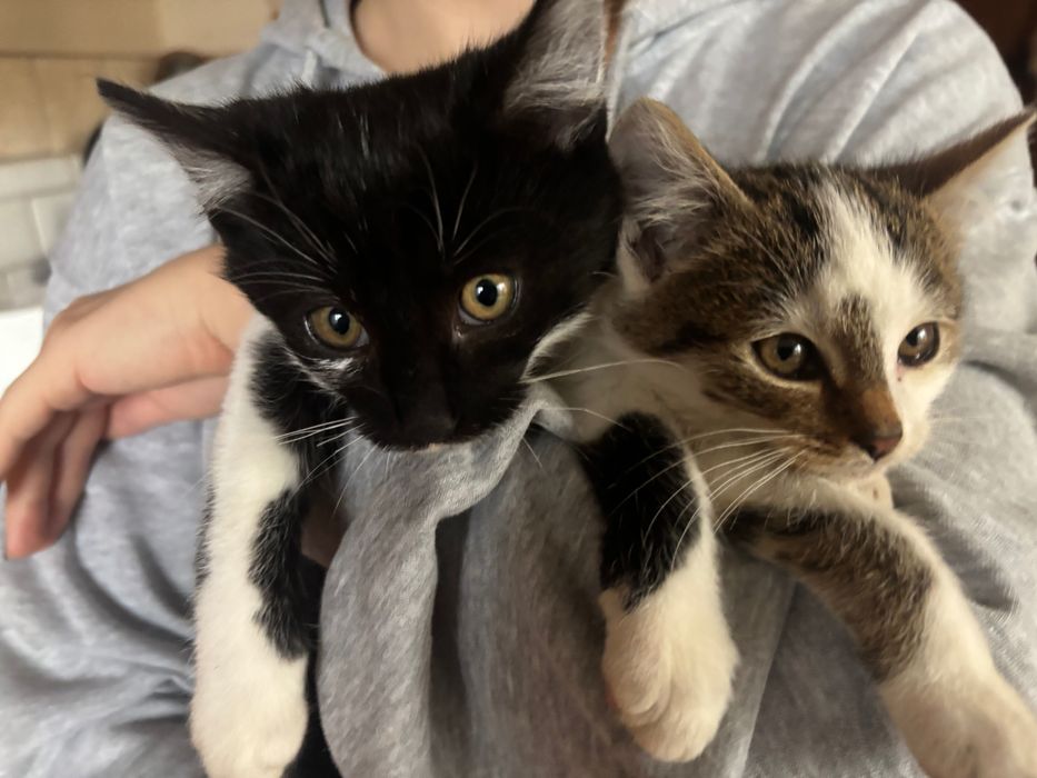 Oddam kotki w dobre ręce