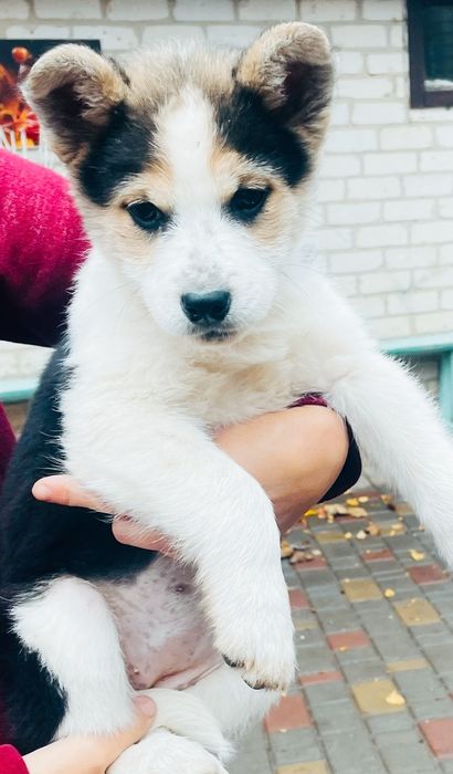 Сибірський хаскі