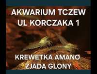 Krewetka Amano ul Korczaka 1 Akwarium Tczew