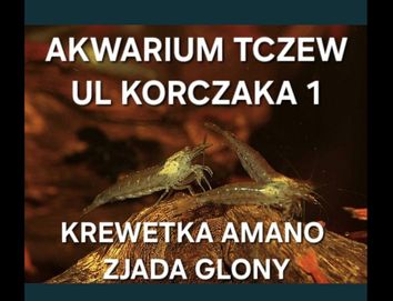 Krewetka Amano ul Korczaka 1 Akwarium Tczew