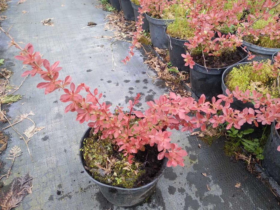 Berberys  Berberis thunbergii