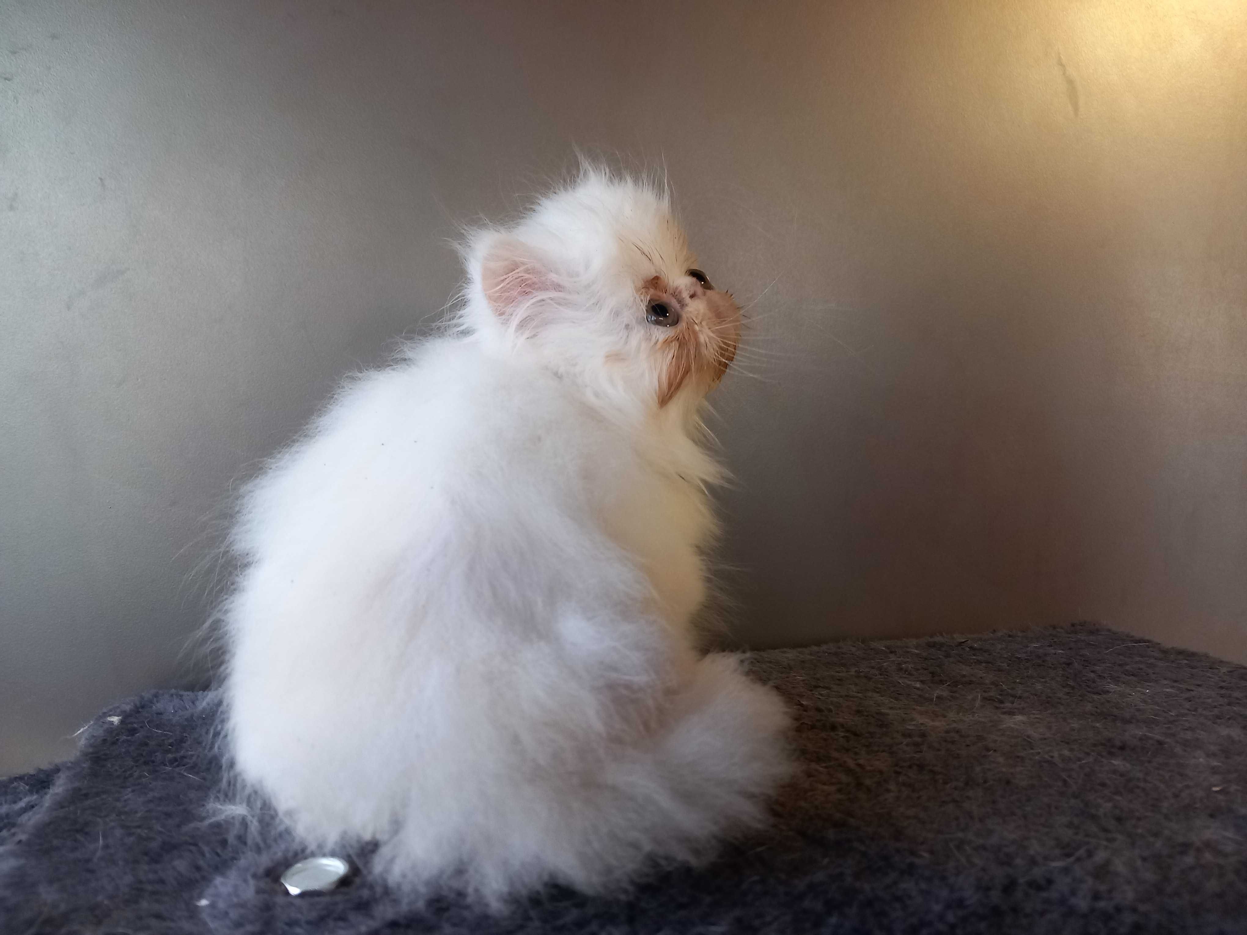 Gatinho Persa Fofo
