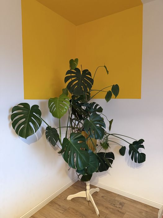 Monstera w donicy - 115cm