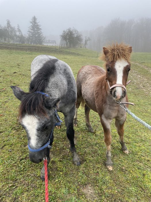 Kuc walijski klacz polski kuc wierzchowy