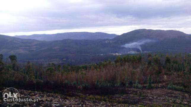 Coutada de Monte para plantações florestais - 16000 m2