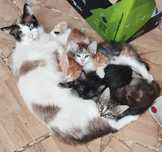 Gatinhos persas e siameses misturados