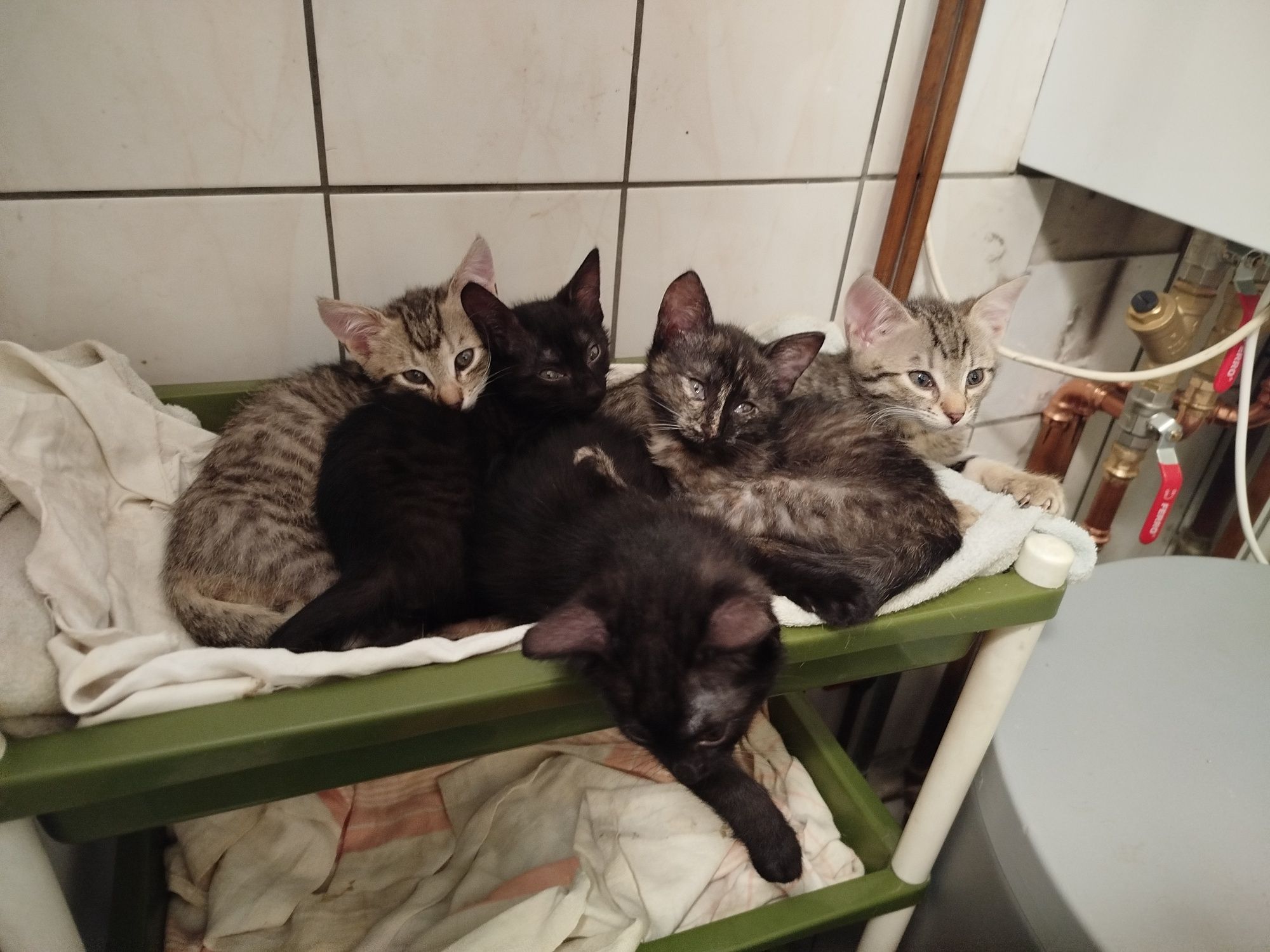 Pięć małych kotów do oddania