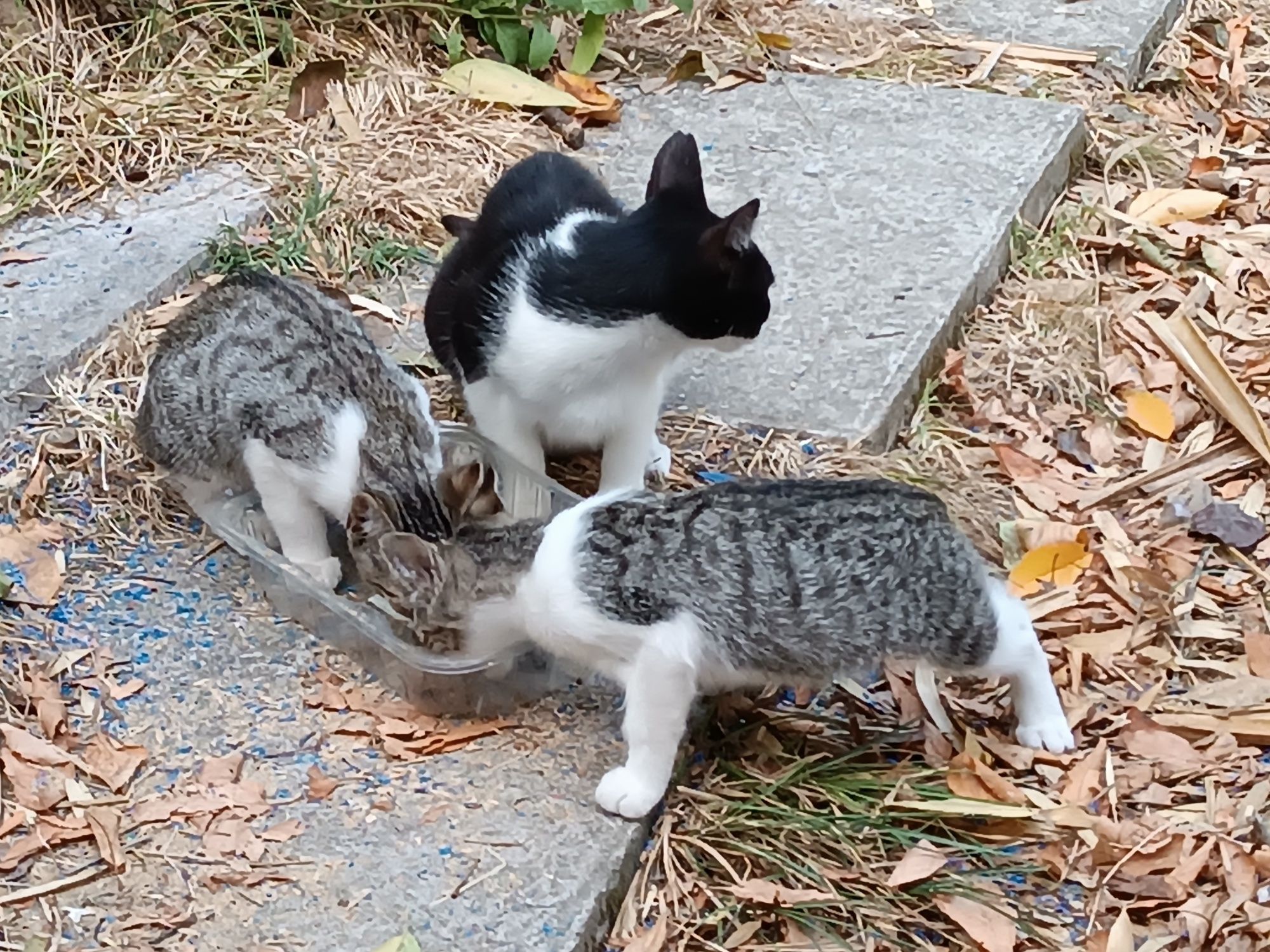Dois gatinhos procuram dono responsável