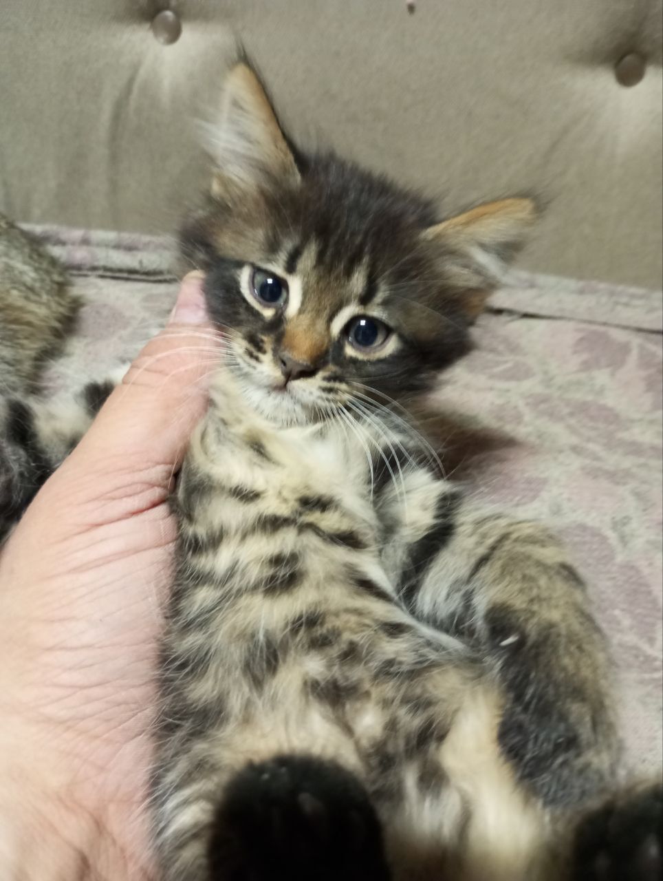 Кошенята від домашньої кішки