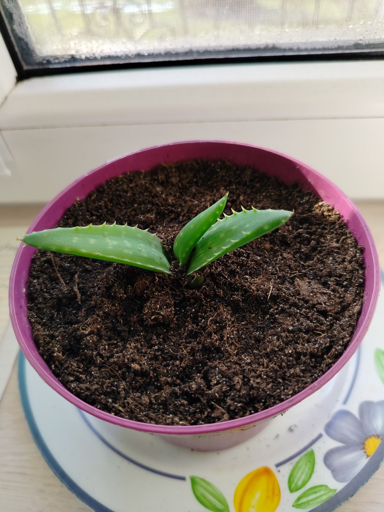 Aloe Macaluta sadzonki