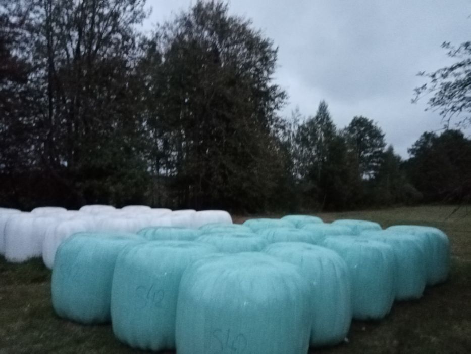 Bele siana i sianokiszonki