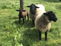 Ovelhas e carneiro e borrego suffolk