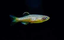 Brachydanio frankie - Danio Leopardo