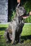 CANE CORSO - ZkwP /FCI bardzo  mocny  samiec szaro - pregowany .