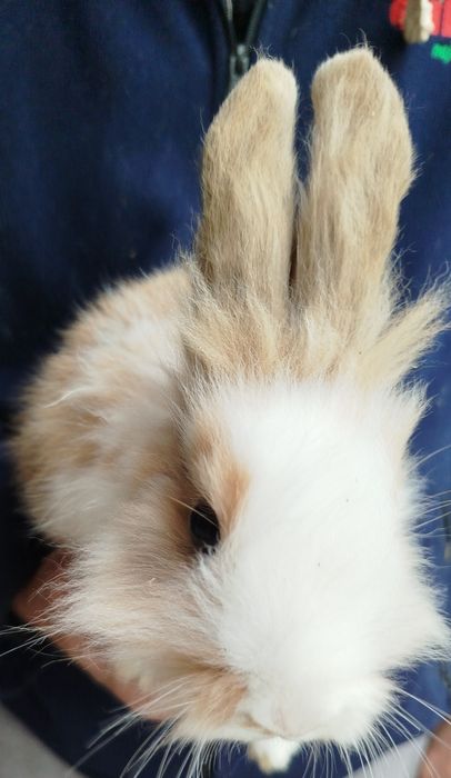 Miniatury króliczków angora, karzełek Tedy