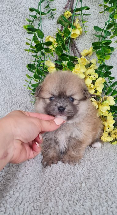 Estupenda mini Lulu da Pomerânia / Spitz Alemão Anão de Qualidade