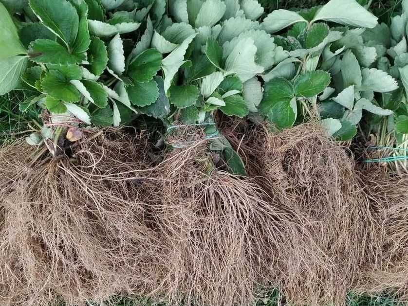 150szt sadzonki truskawek SENGA SENGANA ZENGA HONEOYE