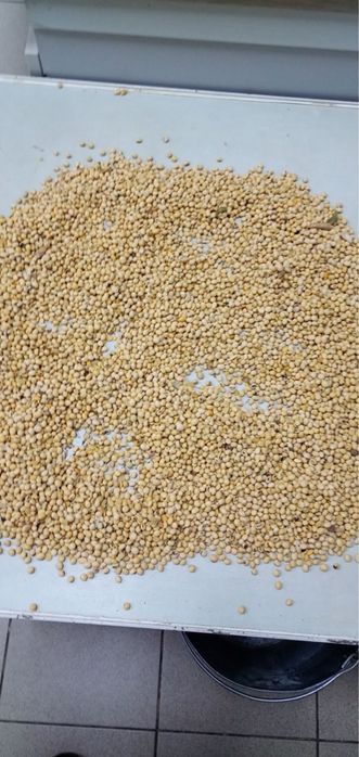 Закупов.ую сою,кукурудзу13.700/6200