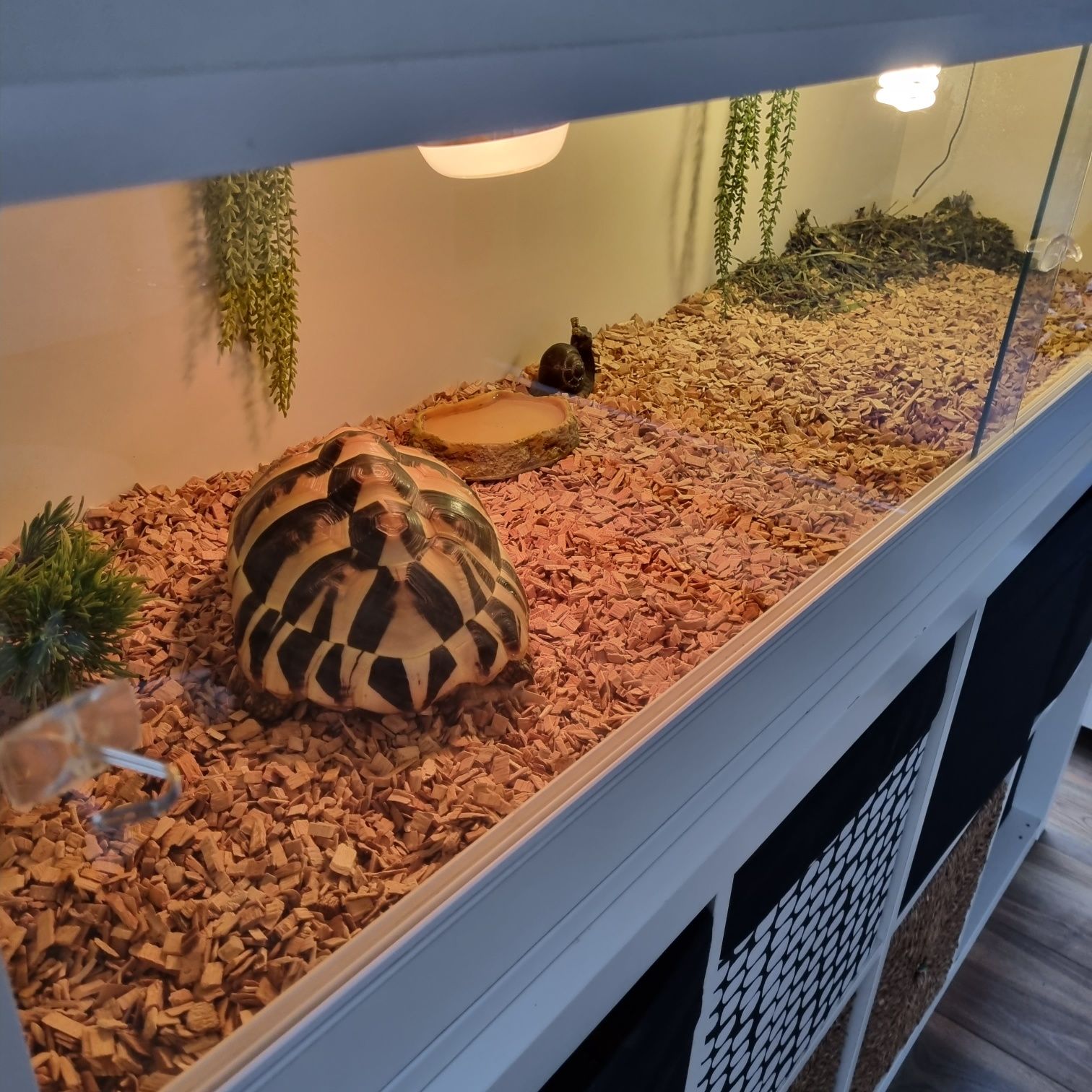 Terrarium dla żółwia bardzo duże, gotowe do zamieszkania!