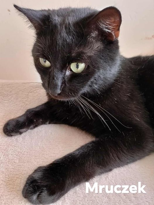 1.5 roczny zdrowy,wykastrowany kocurek do adoocji.