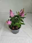 Budleja Dawida Little Pink 35cm – ozdobny krzew motyli do ogrodu C2