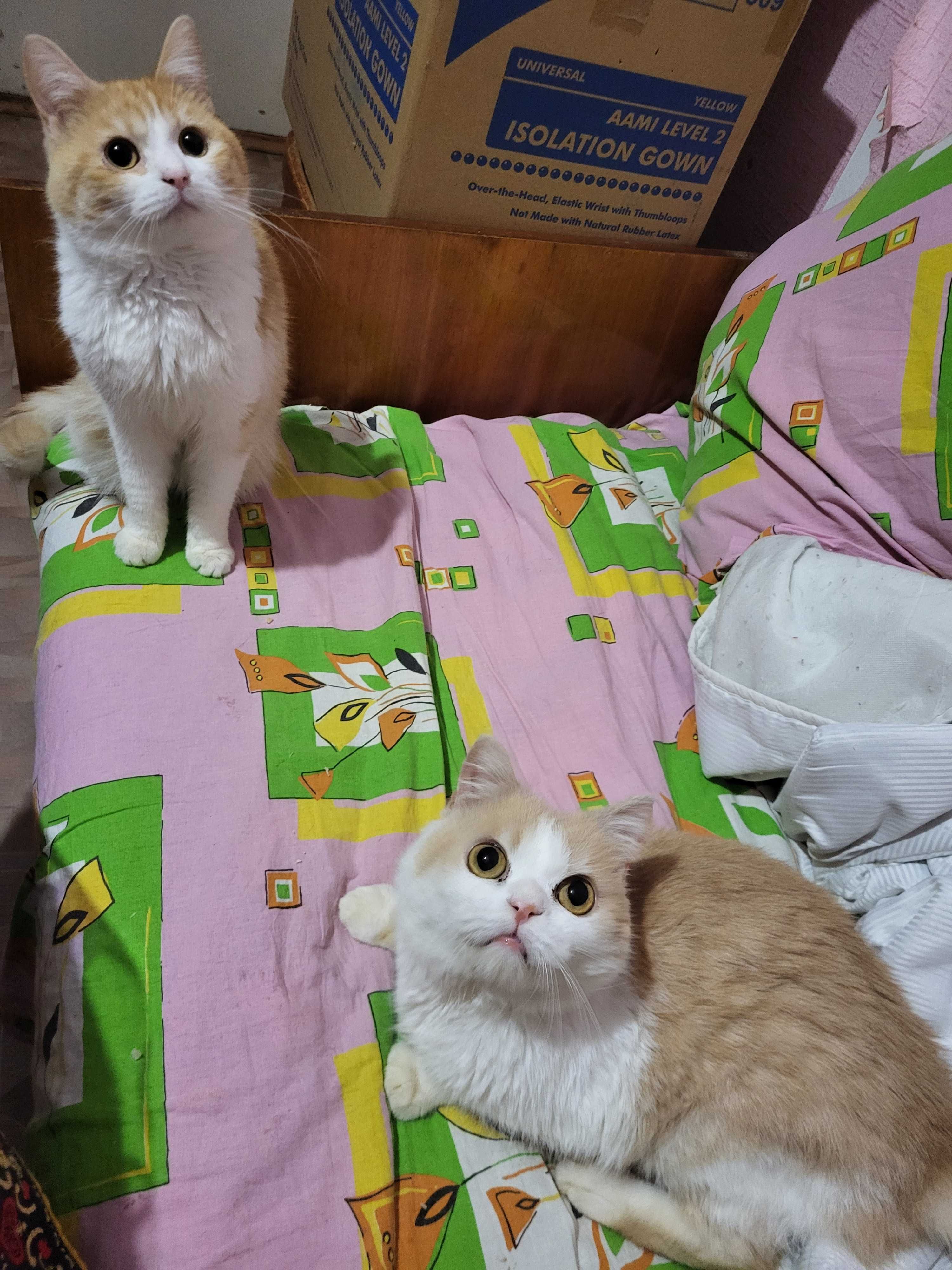 Котик ищет дом и хорошие ручки