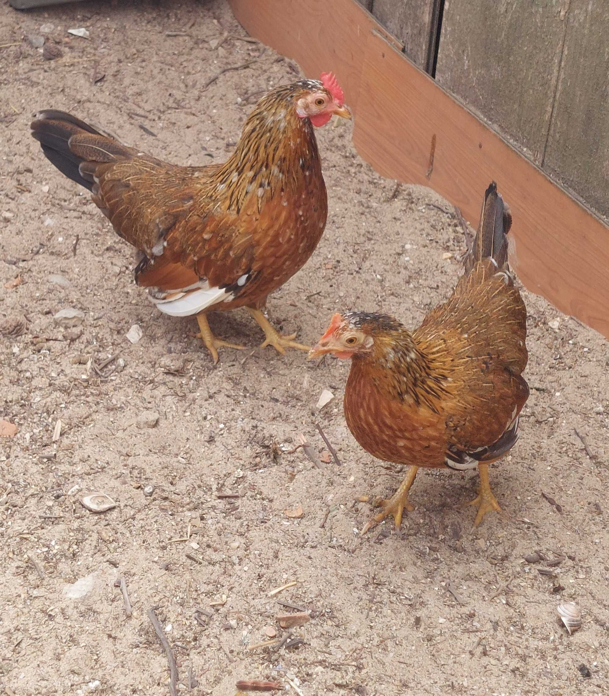 Casal de  Galnhas Cocó
