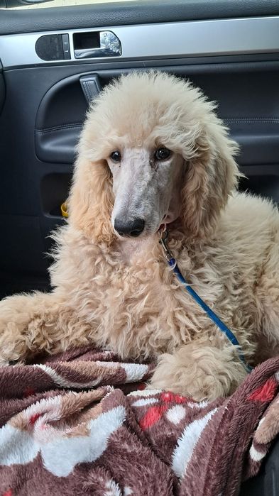 Sunia Pudel Krolewski 8 mies