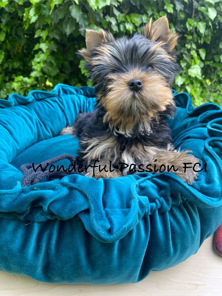 York, Yorkshire terrier FCI ZKwP
