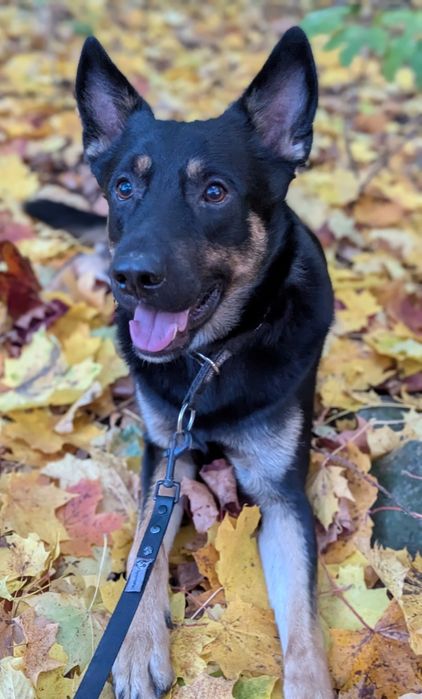 Roczny Jagger pilnie szuka domu poza miastem