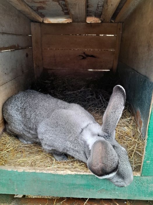 Кролі породи шиншила