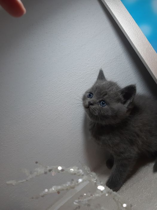 Кошенята британські