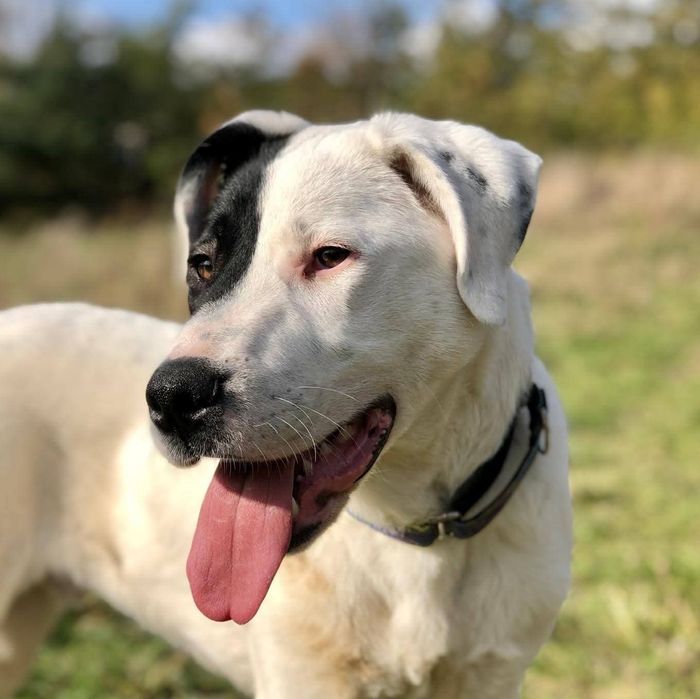 Duży szczeniak do adopcji