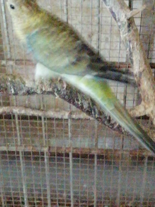 Red Rumped (casais 2025)