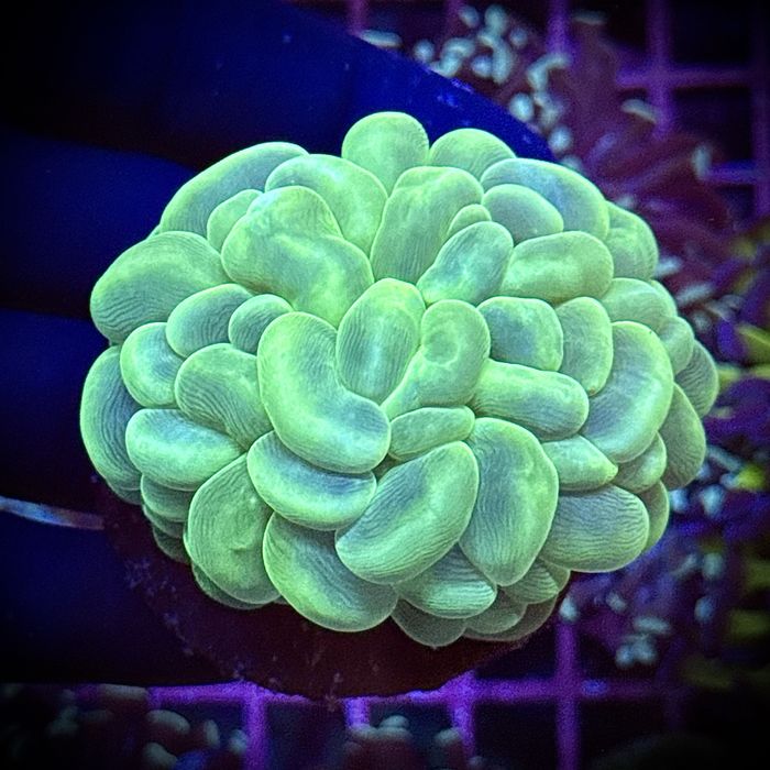 Plerogyra Fluo Green Bubble Coral M Akwarium Morskie WYSIWYG