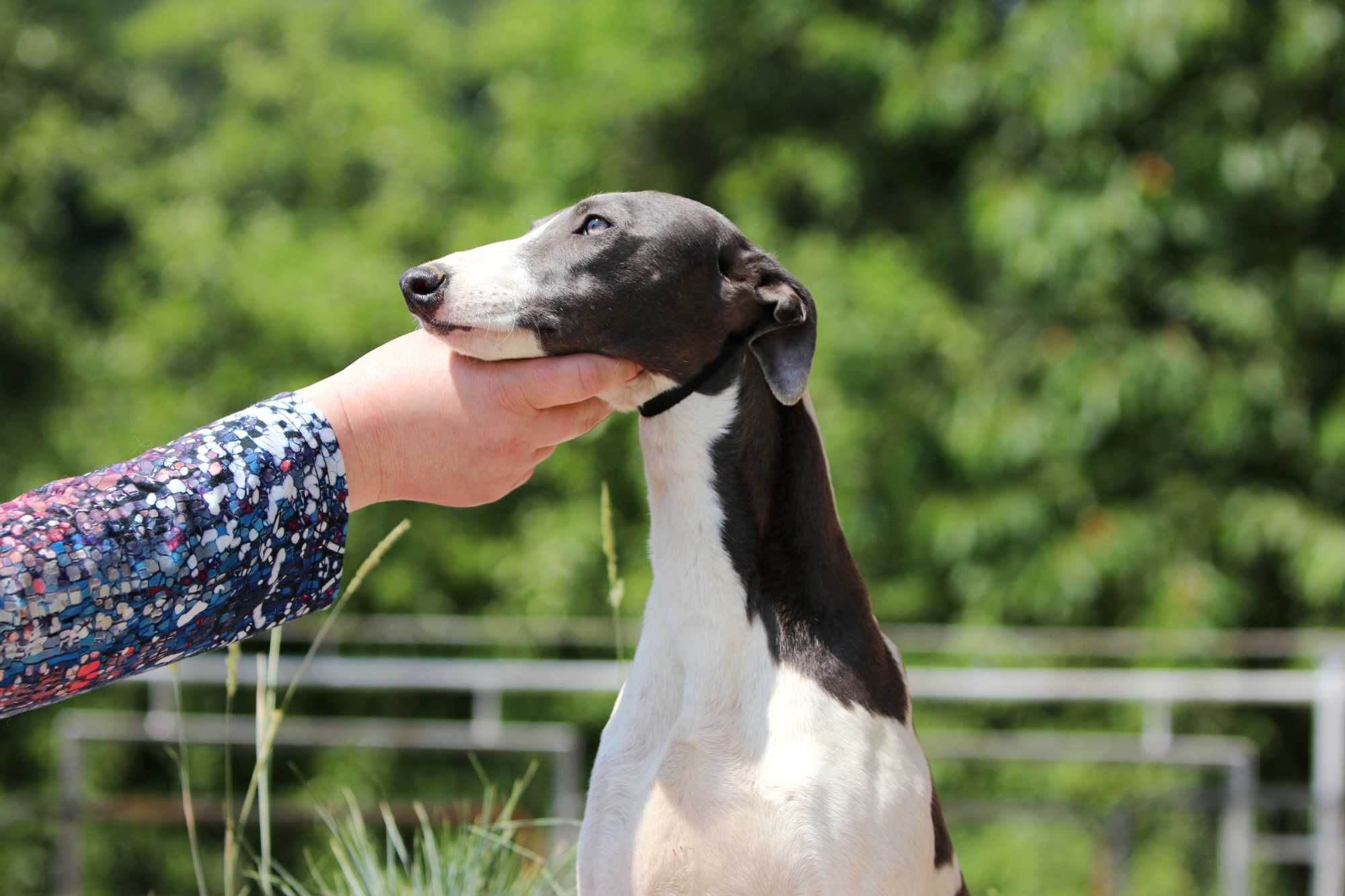 Whippet Chart Angielski, ZKwP/FCI, cudna OPRAH