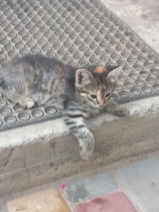 котята отдам в хорошие руки могут жить в квартире и в частном доме рук