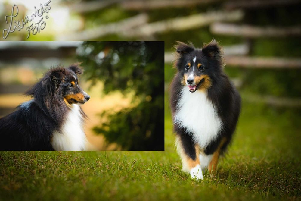 Owczarek Szetlandzki Sheltie - Bi Black Sport