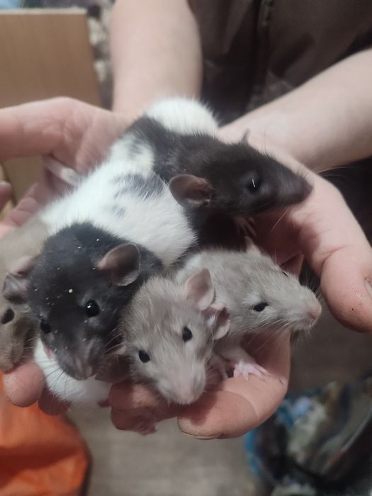 Крысы разные породы