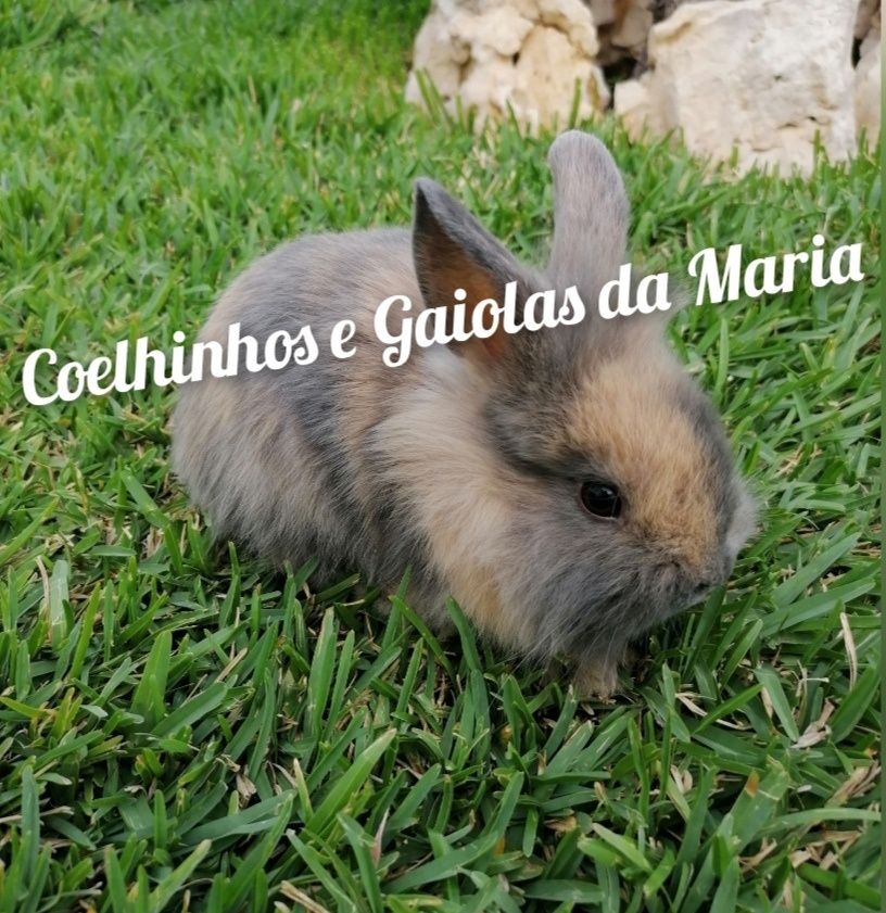 Coelhos anões Mini Holandêz, Tedy e Coelhinhos Mini Lop Belieri