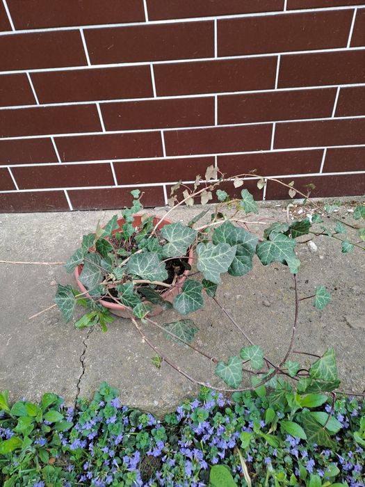 Hortensja, datury, miliny, kwiaty ogrodowe