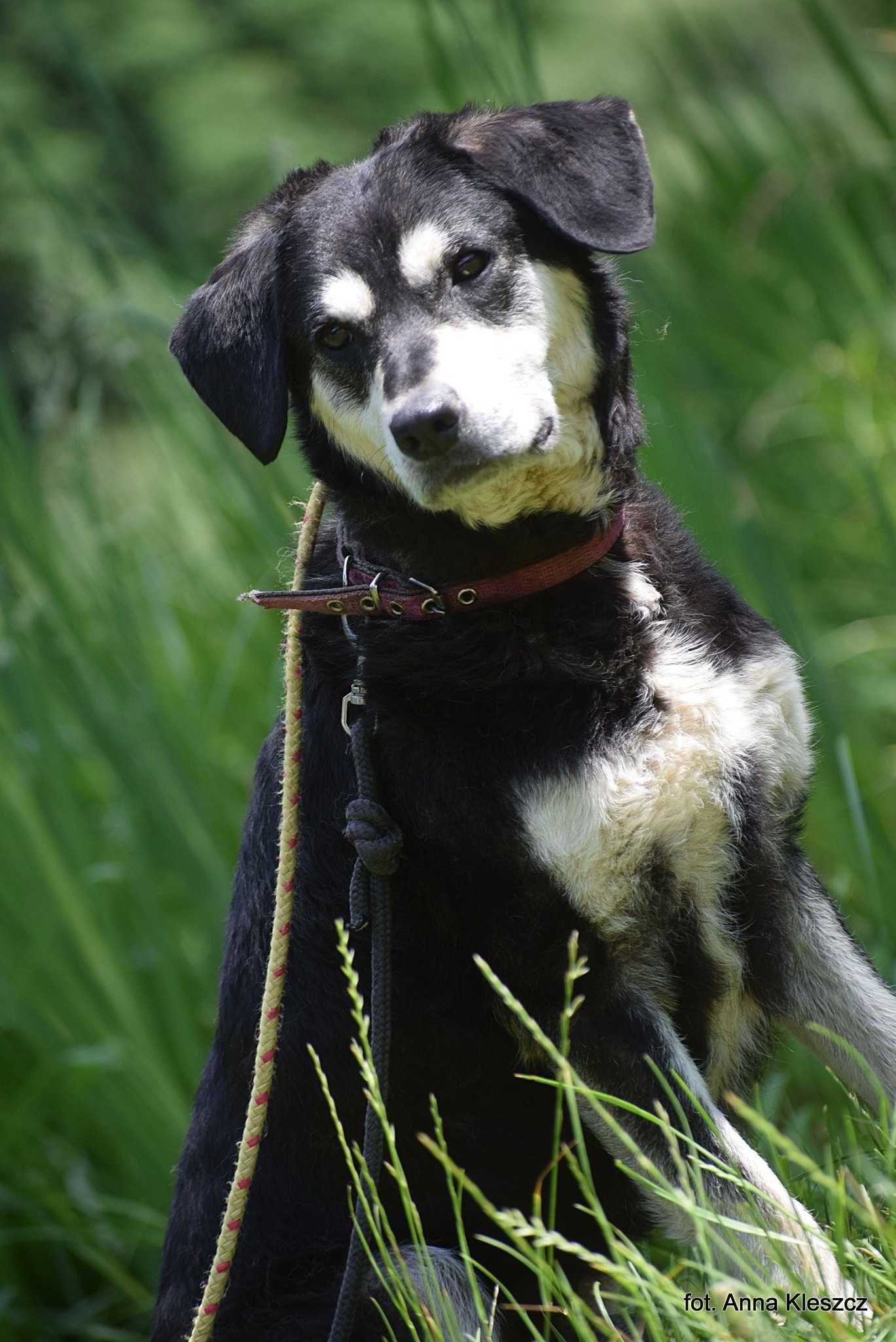 Brutus - młody mix w typie husky